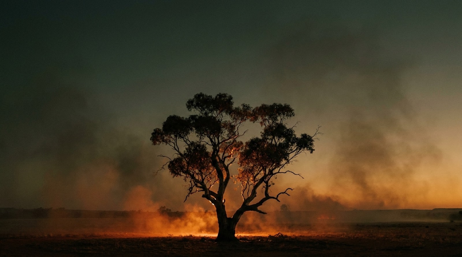 A lone gum silhouetted against a dusty amber sky