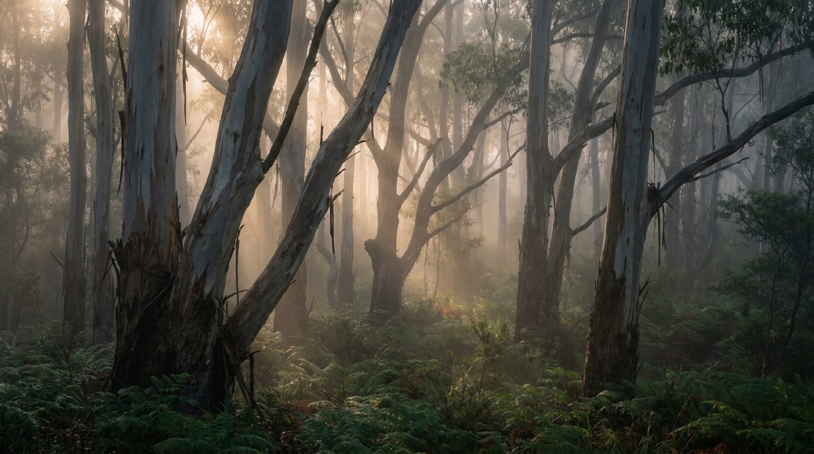 Morning mist drifting through a eucalypt forest