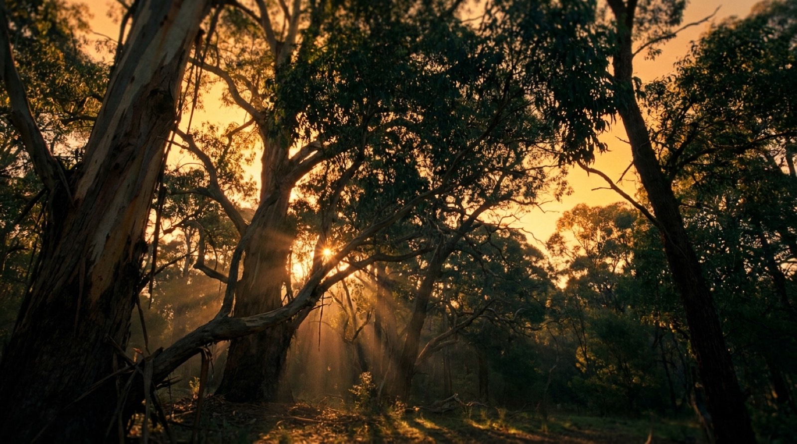 Golden light through a stand of tall gum trunks