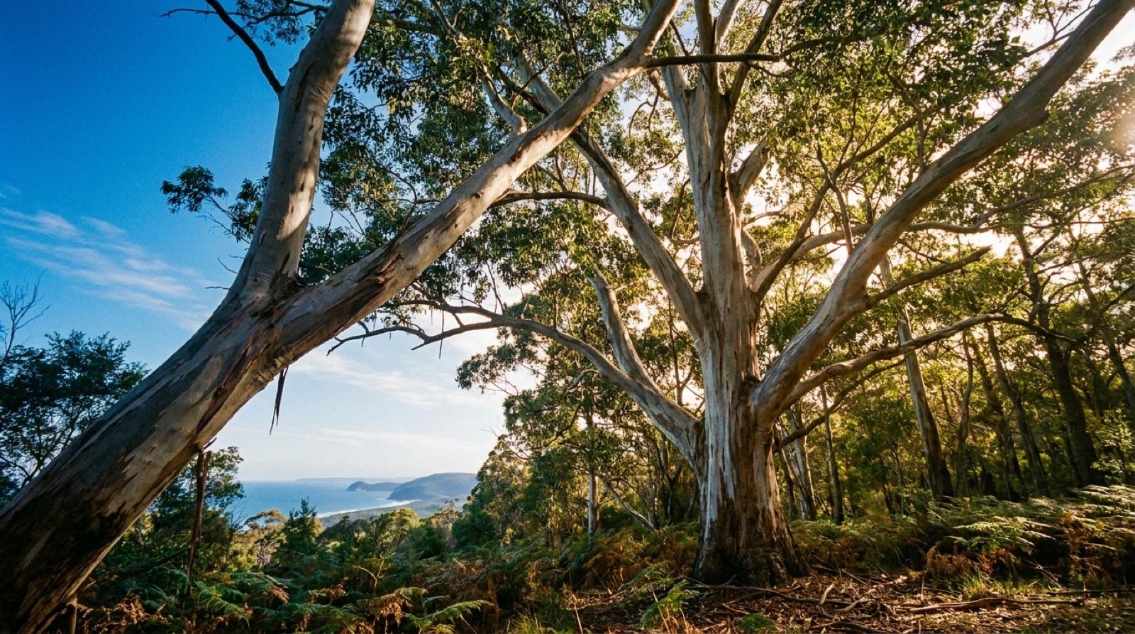 Coastal gums with the ocean beyond at first light