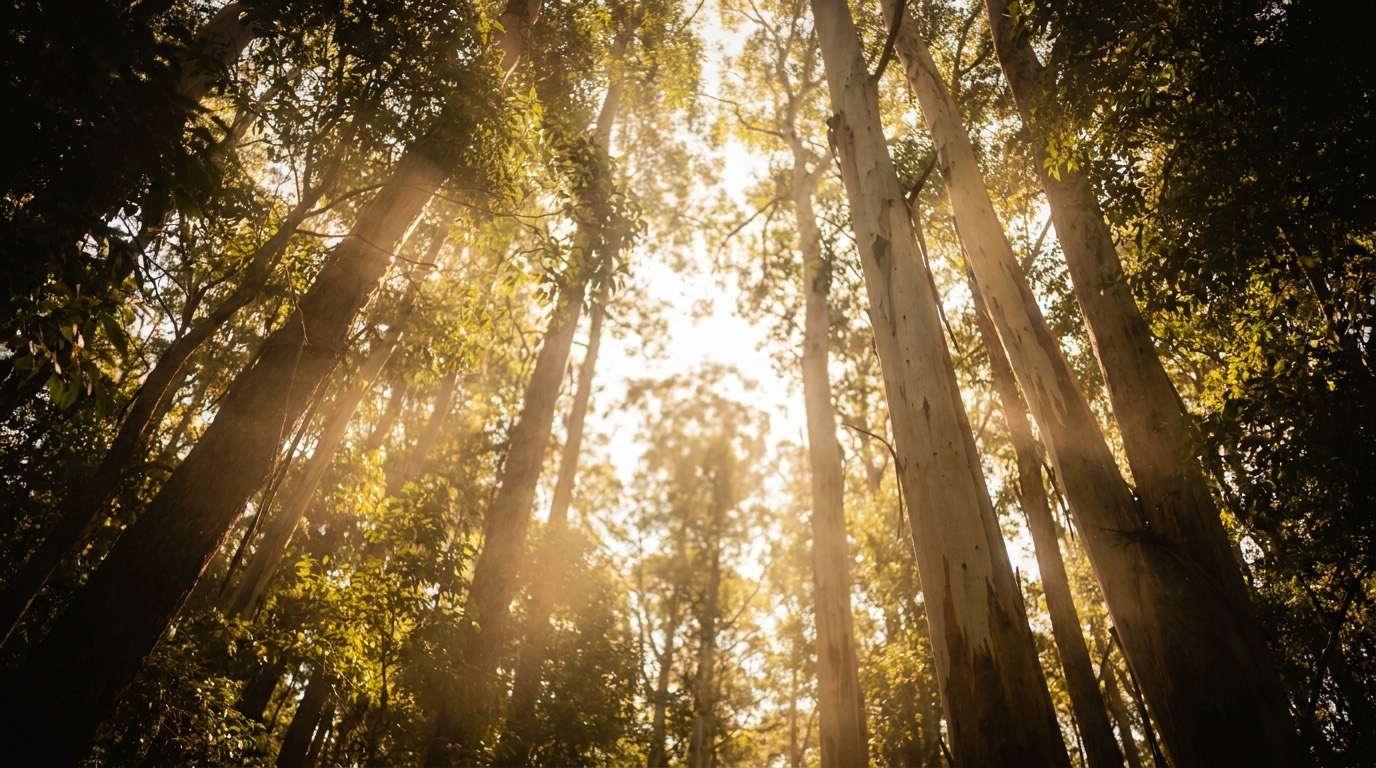 Golden afternoon light through a tall eucalypt canopy