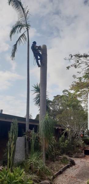 A climber roped high in a tall palm