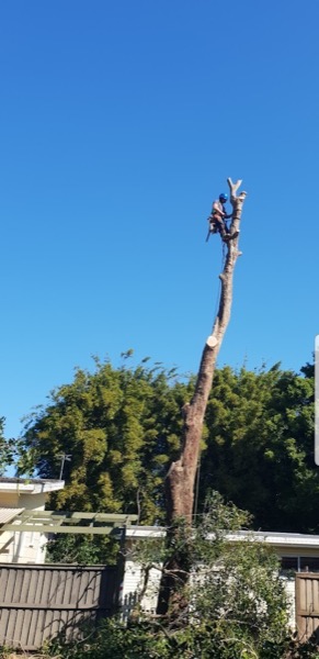 Topping a tall tree above the rooftops