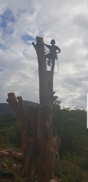 A heavy trunk section coming down during a removal