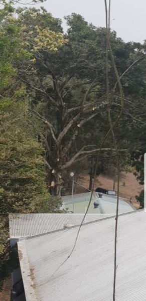A big canopy overhanging a house roof before pruning