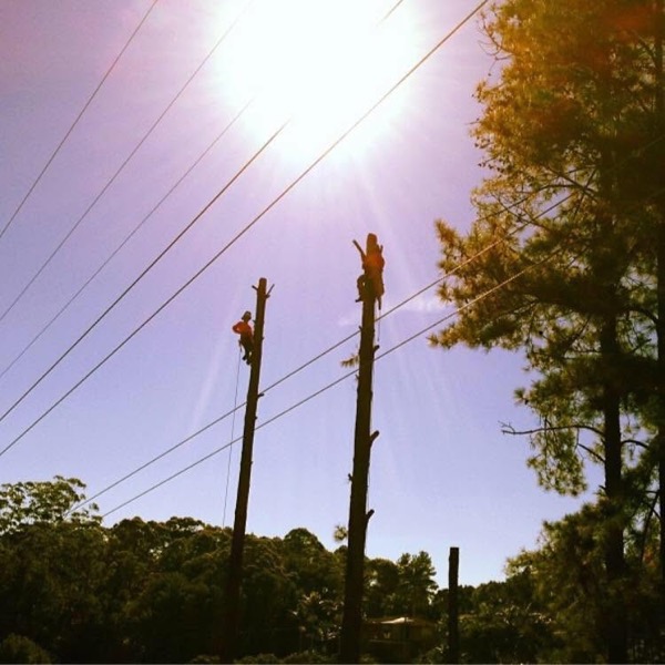 Two climbers roped up bare trunks against the sun