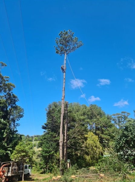 A towering gum mid-dismantle beside a weatherboard home