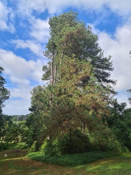 A stand of pines on a rural property