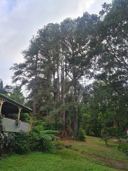 Trees cut back clear of a garden shed