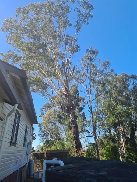 A tall gum being worked between two houses