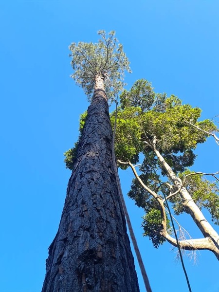 Looking straight up the trunk of a huge gum mid-dismantle