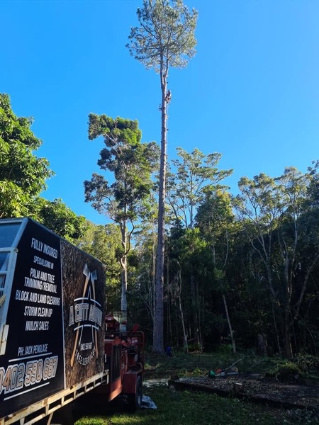 The truck parked under the tall trees it came for