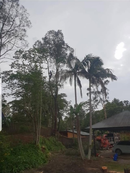 Palms and greenery around a backyard due for a trim