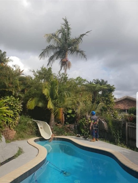A climber trimming palms above a backyard pool