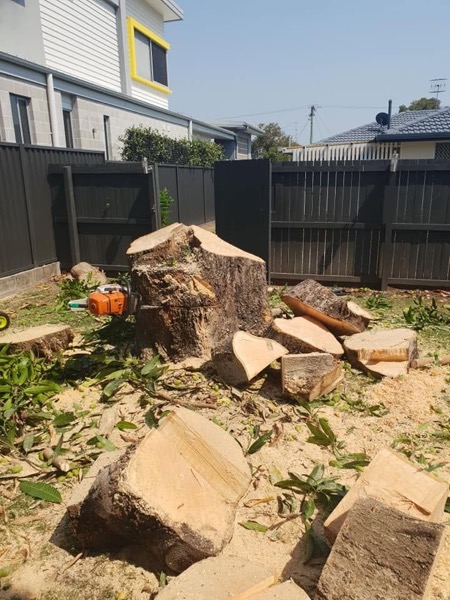 Chainsaw resting on freshly cut stump rounds