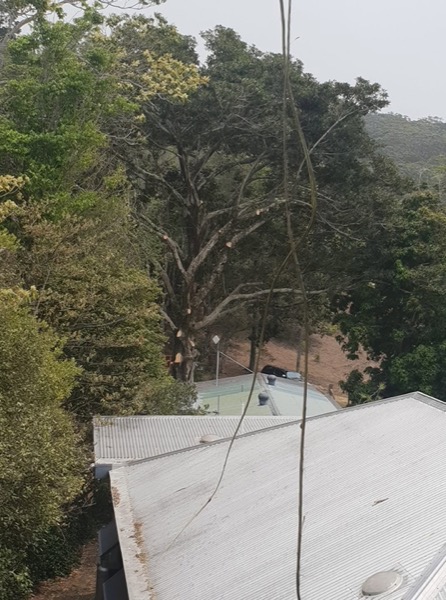 A big tree looming over a roofline before work