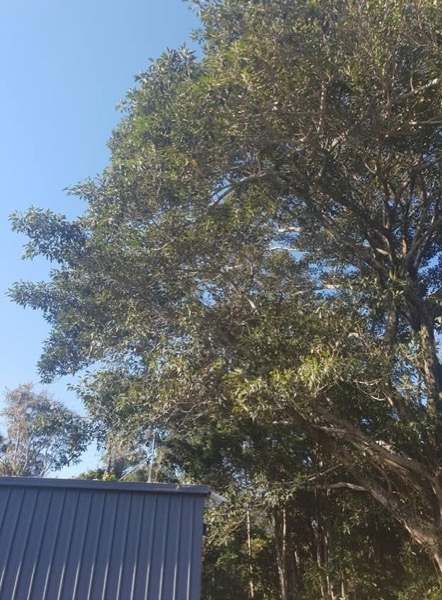 A tree pruned back clear of a backyard shed
