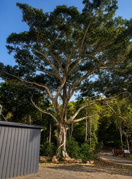 A large fig cut back hard with limbs on the ground