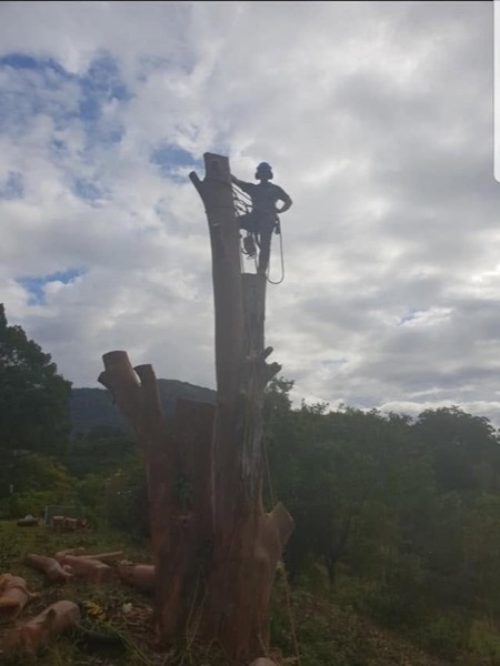 A climber standing atop a huge trunk mid-dismantle