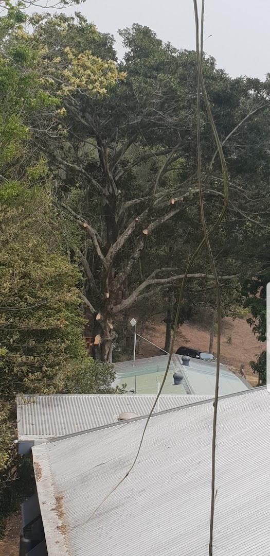 A big canopy overhanging a house roof before pruning