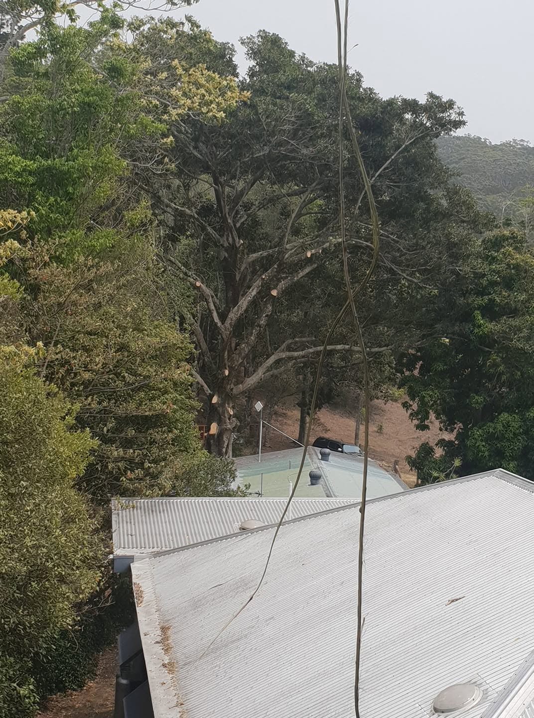 A big tree looming over a roofline before work