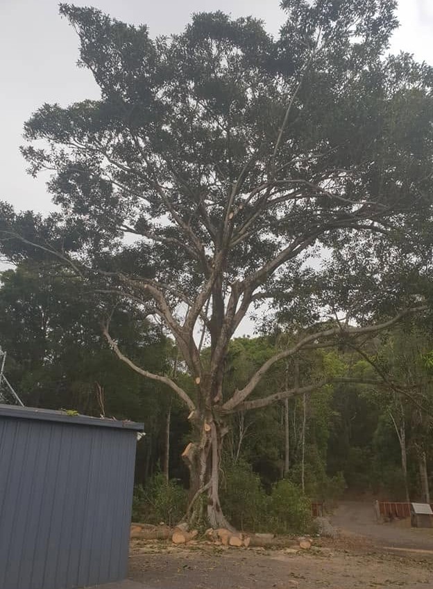 A big fig cut back hard with fallen limbs on the ground below